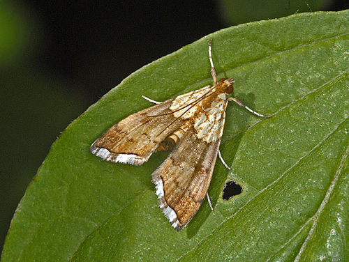 Agrotera nemoralis